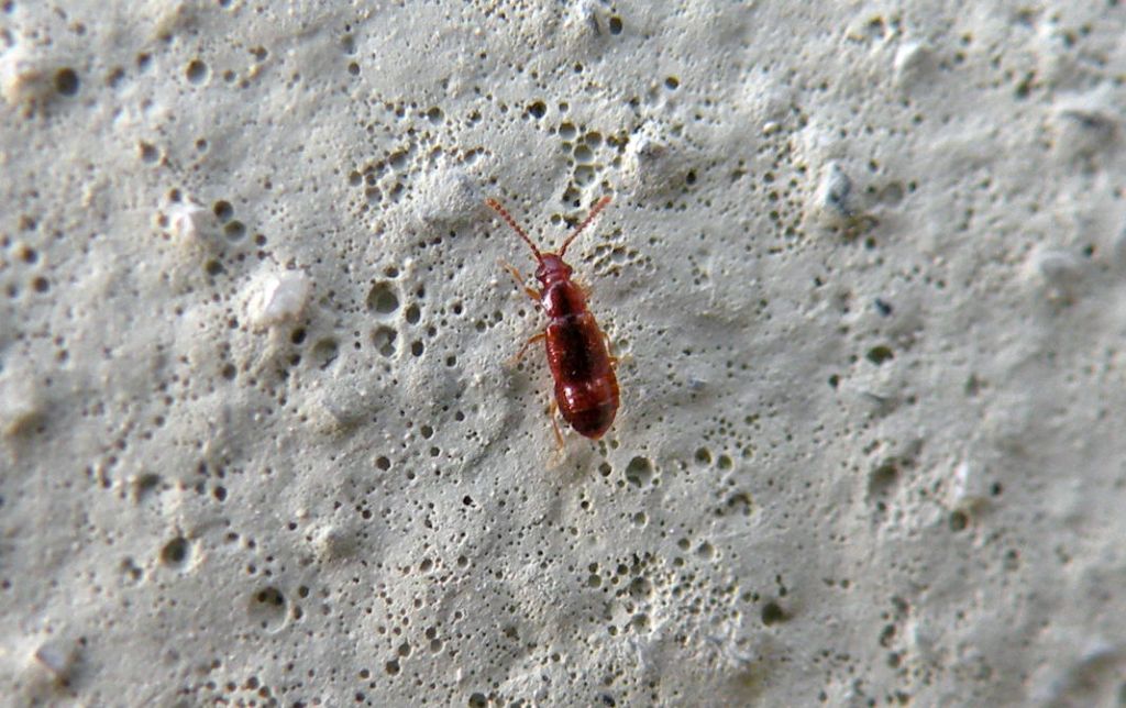 Piccolo Staphylinidae rosso...